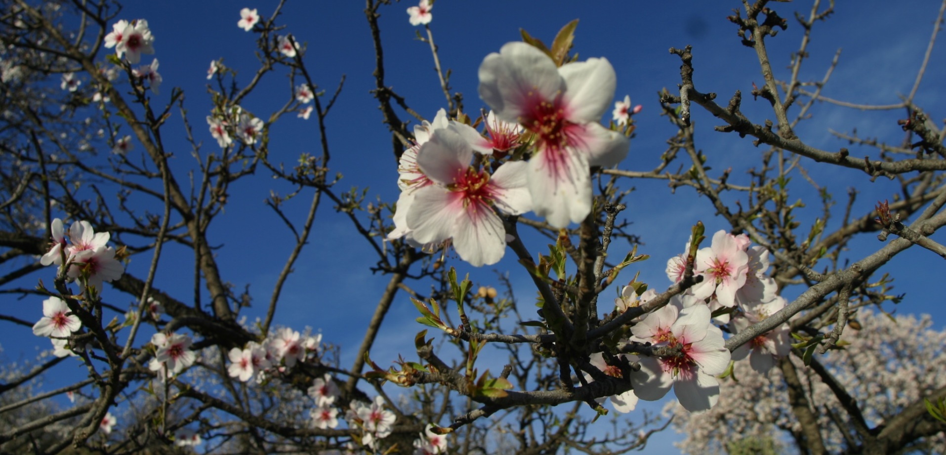 Almendro en Flor (Roberto Gallego)